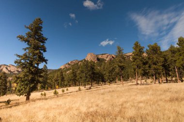 Kavak ağaçları ile sonbahar manzara