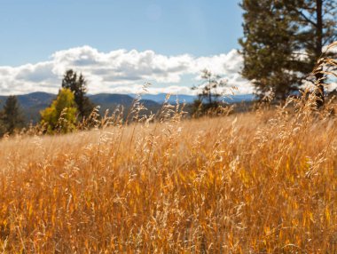 Kavak ağaçları ile sonbahar manzara