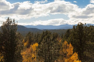 Sarı ağaçları sonbaharda dönüm