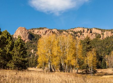 Sarı ağaçları sonbaharda dönüm