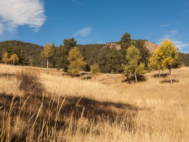 Kavak ağaçları ile sonbahar manzara