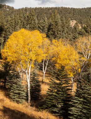 Kavak ağaçları ile sonbahar manzara
