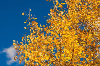 Ayrıntılı ağaç dalları sarı yaprakları ile