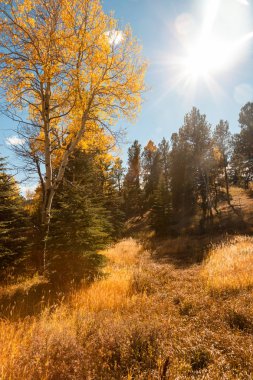 Ağaçlı sonbahar manzarası