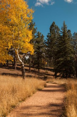 Kavak ağaçları ile sonbahar manzara