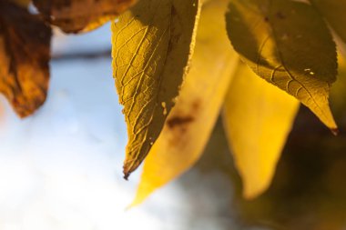 Ayrıntılı ağaç dalları sarı yaprakları ile