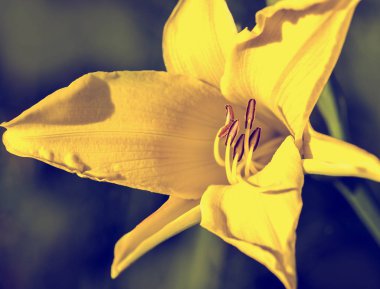 Sarı Zambak çiçeği