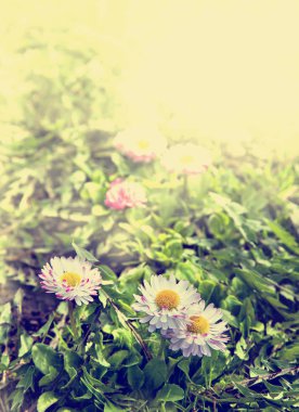 Bahçede taze çiçek