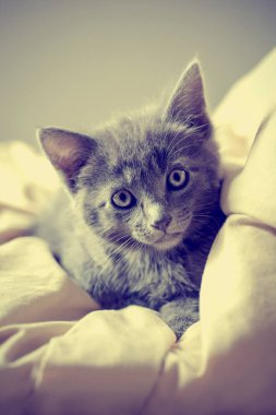 bej kapağında yalan kedi