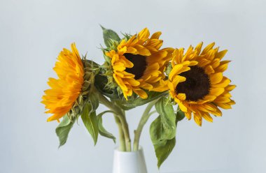 güzel sarı ayçiçeği