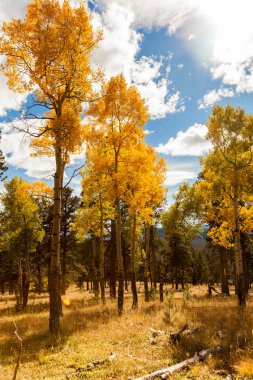 güzel sonbahar orman