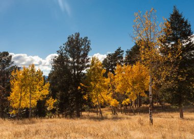 güzel sonbahar orman