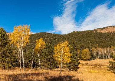 güzel sonbahar orman