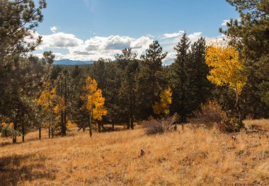 güzel sonbahar orman