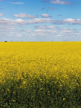 Sarı alan ve mavi gökyüzü