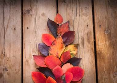 ağaç şeklinde sonbahar yaprakları