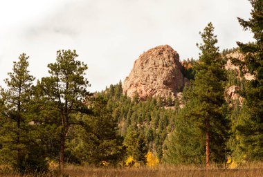 Kavak ağaçları ile sonbahar manzara