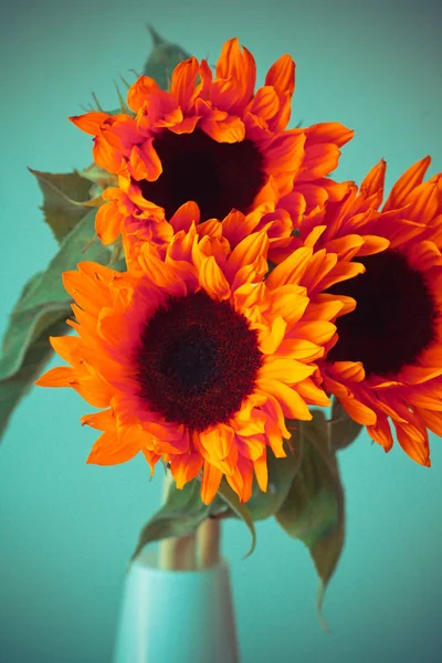 Parlak turuncu ayçiçeği 