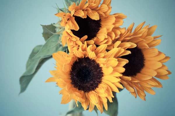 Schöne gelbe Sonnenblumen — Stockfoto