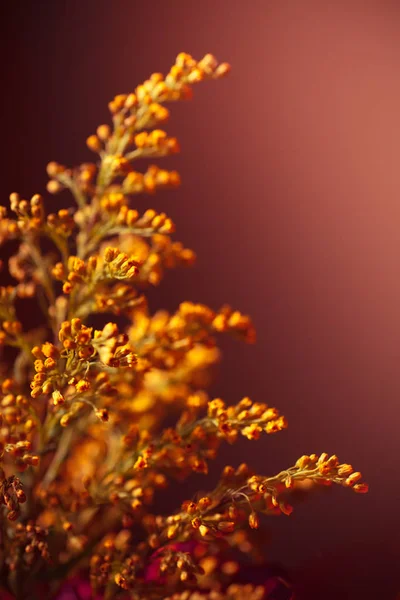 Mooie Lichte Bloemen Aan Tak Vintage Retro Stijl — Stockfoto