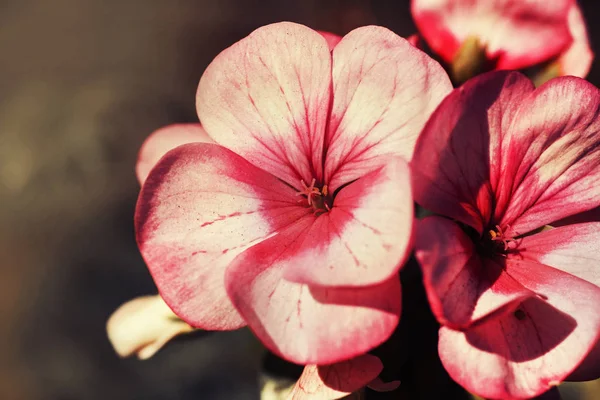 日差しの中で秋の美しいピンクの花 — ストック写真