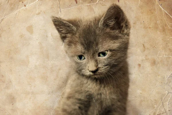 แมวสีเทาน่ารัก — ภาพถ่ายสต็อก