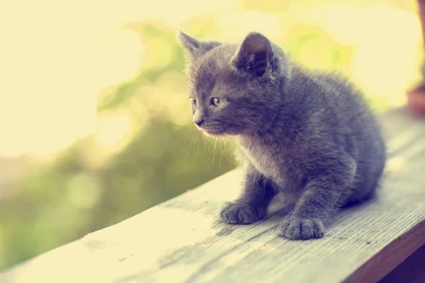 Gatinho cinzento bonito — Fotografia de Stock