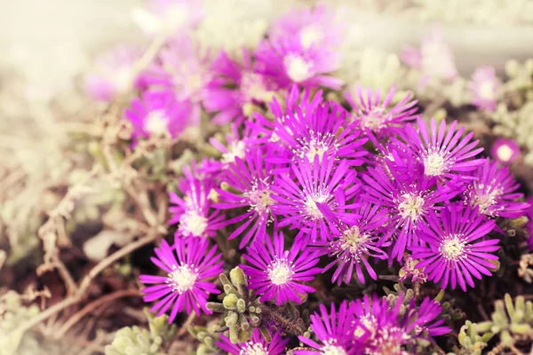 Hermosas flores púrpuras — Foto de Stock