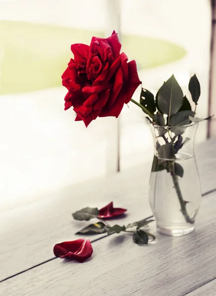 Red Rose on book — Stok fotoğraf