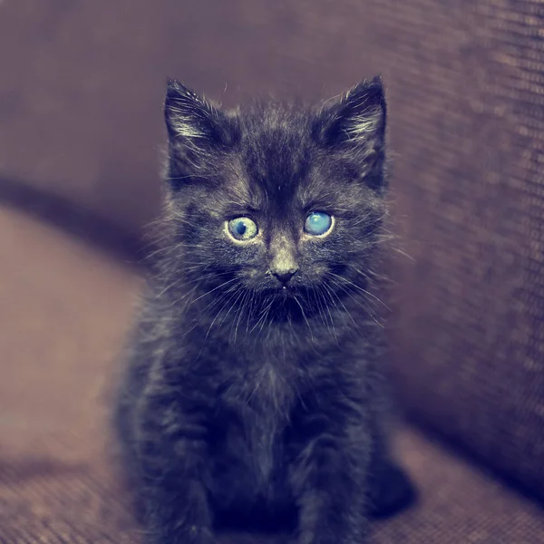 Gatinho cinzento bonito — Fotografia de Stock