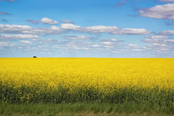 Geel veld en blauwe lucht — Stockfoto