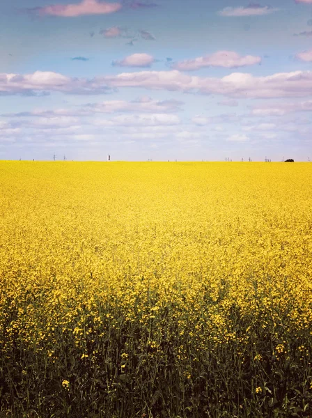 Campo giallo e cielo blu — Foto Stock