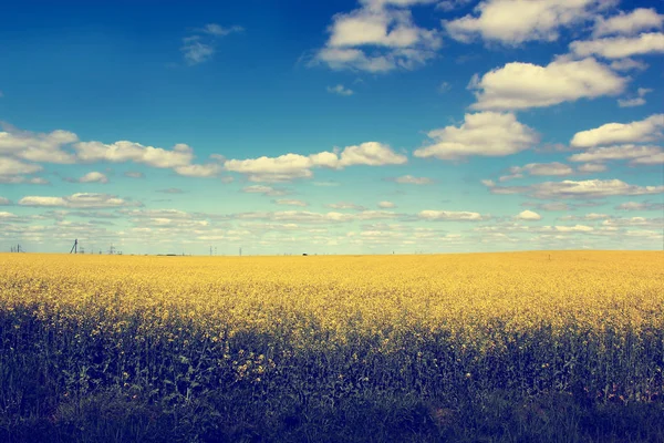 Campo amarelo e céu azul — Fotografia de Stock