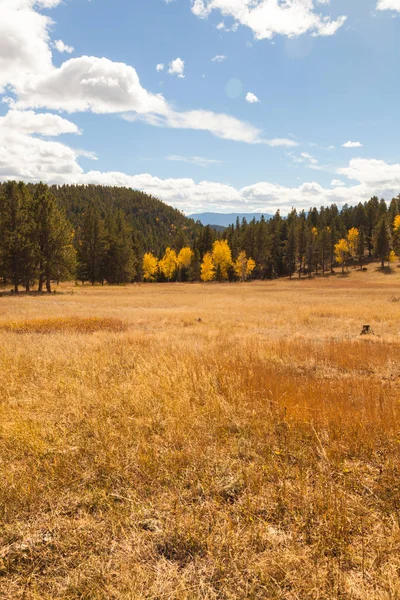 Herfst landschap met aspen bomen — Stockfoto