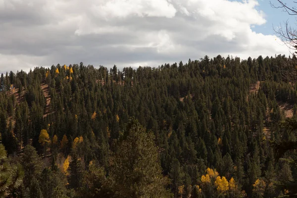 Podzimní krajina s osika stromů — Stock fotografie