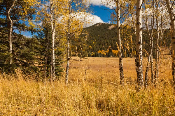 Herbstlandschaft mit Espen — Stockfoto