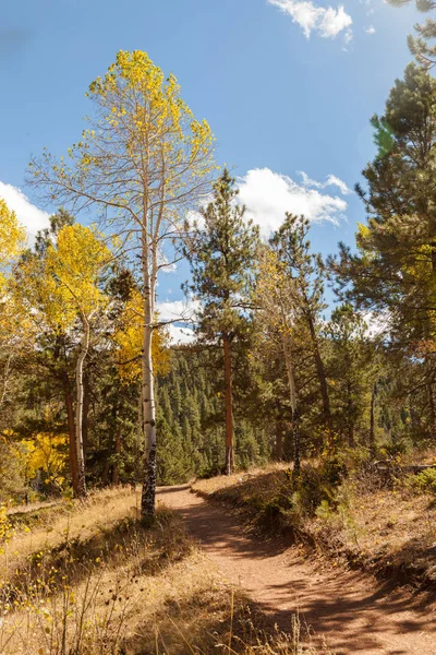 Herbstlandschaft mit Espen — Stockfoto