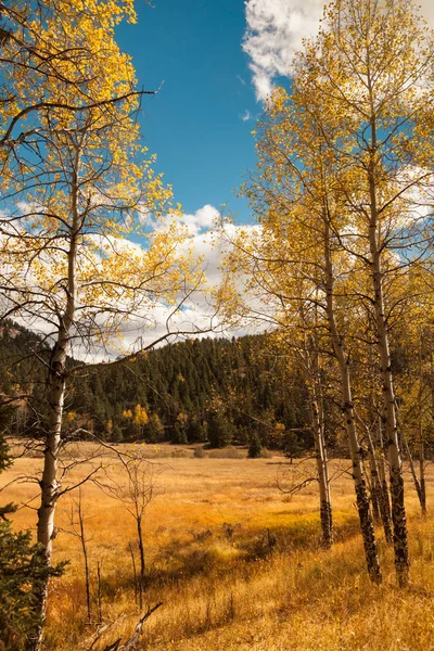 Herbstlandschaft mit Espen — Stockfoto