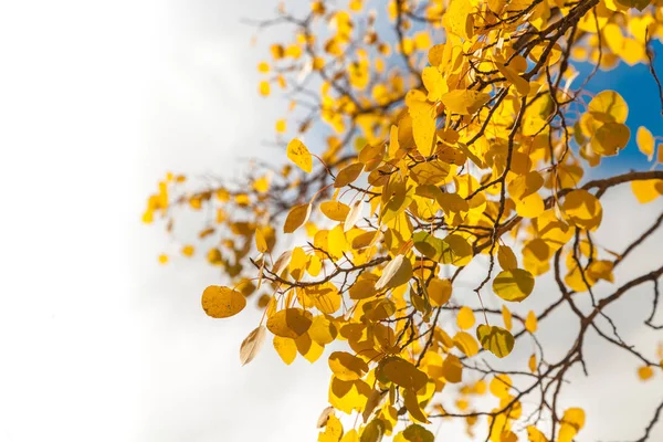 Detailed tree branches with yellow leaves — Stock Photo, Image