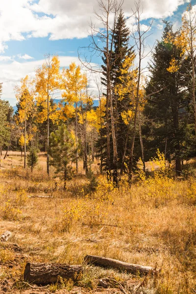 Paisaje otoñal con álamos — Foto de Stock