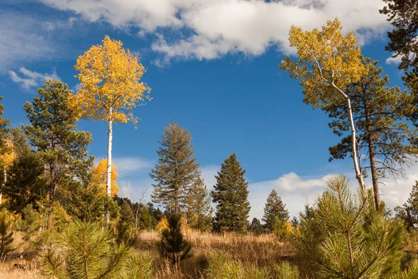 Herfst landschap met aspen bomen — Stockfoto