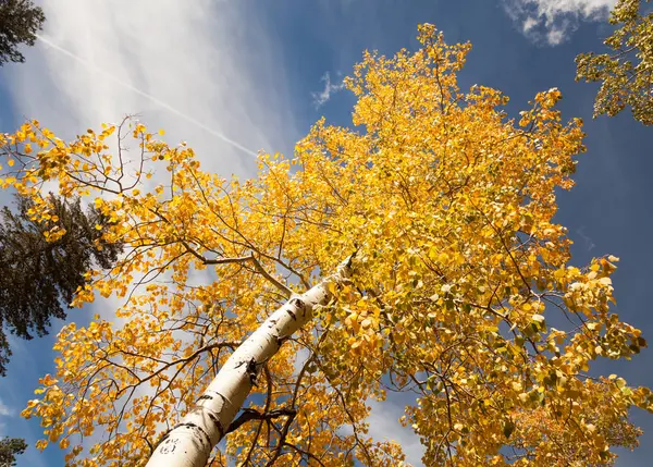Gedetailleerde boomtakken met gele bladeren — Stockfoto