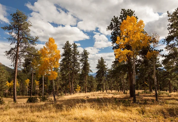 Herbstlandschaft mit Espen — Stockfoto