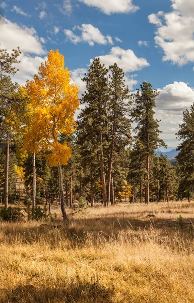 Herbstlandschaft mit Espen — Stockfoto