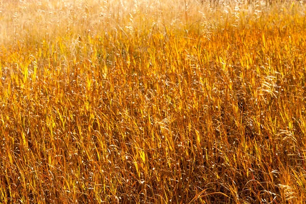 Feld aus goldenem Weizen — Stockfoto