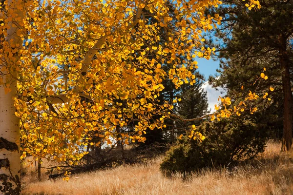아스펜 나무와가 풍경 — 스톡 사진