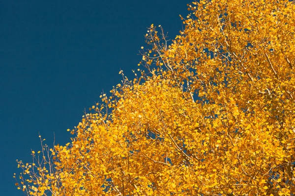 Ramas de árboles detalladas con hojas amarillas —  Fotos de Stock