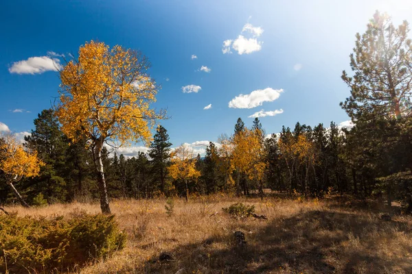 Paisaje otoñal con árboles — Foto de Stock