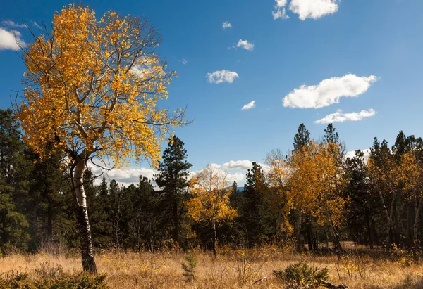 Herbstlandschaft mit Espen — Stockfoto