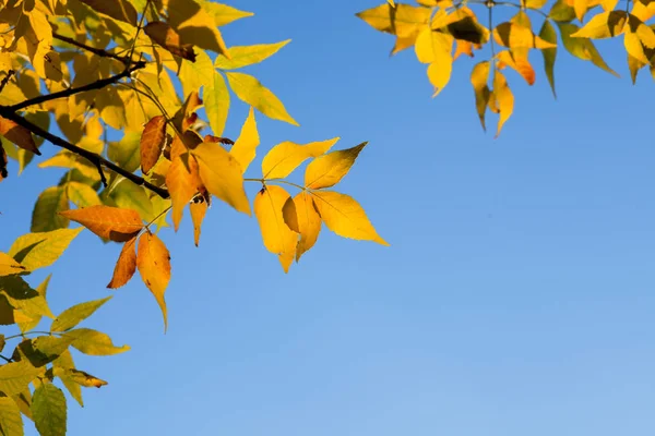 Детальные ветви деревьев с жёлтыми листьями — стоковое фото